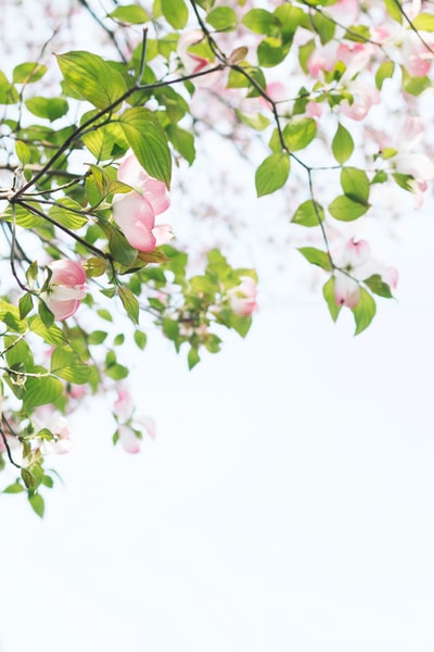 浅焦点摄影树的粉色花朵
